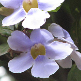 tropical flowers